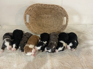 Shira's Litter